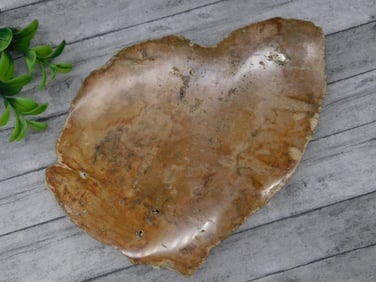 Petrified Wood Slab Rock Stone Lapidary Specimen