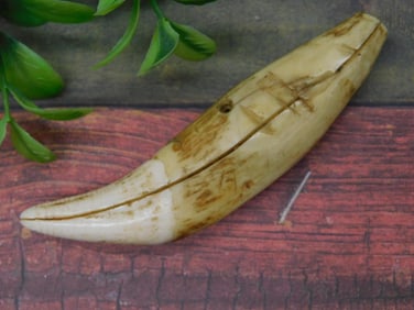 TAXIDERMY Animal Tooth Shaped Decor