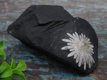 Chrysanthemum Stone Rock Stone Lapidary Specimen