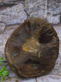 Brazilian Agate Rock Stone Lapidary Specimen