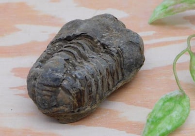 Fossilized Trilobite Specimen in Natural Stone