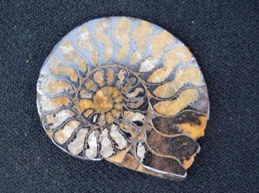 Fossilized Ammonite with Polished Surface