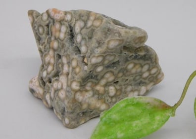Polished Rhyolite Specimen with Orbicular Patterns ROCK STONE LAPIDARY SPECIMEN