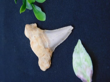 Fossil Shark Tooth With Matrix Display