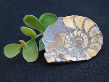 Fossilized Ammonite Slice for Auction