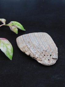 Abalone Shell