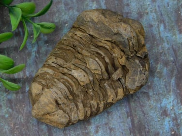 Fossilized Trilobite Specimen with Layered Texture