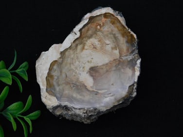 Petrified Wood Rock Stone Lapidary Specimen