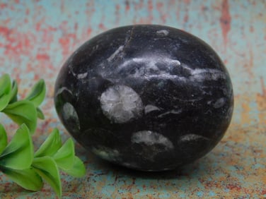 Black Orthoceras Fossil Rock Stone Lapidary Specimen Egg Shape Decor