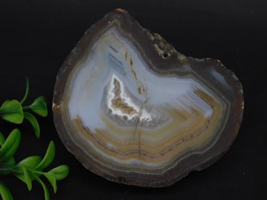 Banded Agate Slice with Rough Exterior Rock Stone Lapidary Specimen
