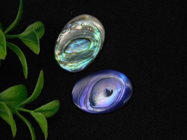 Pair of Polished Abalone Shell Cabochons