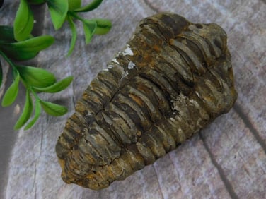 Fossilized Trilobite Specimen with Detailed Segments