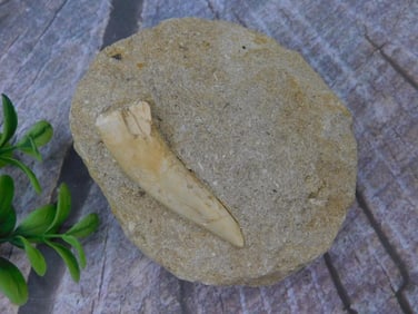 Fossilized Tooth Embedded in Sandstone Matrix