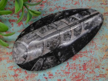 Orthoceras Fossil Decor Stone