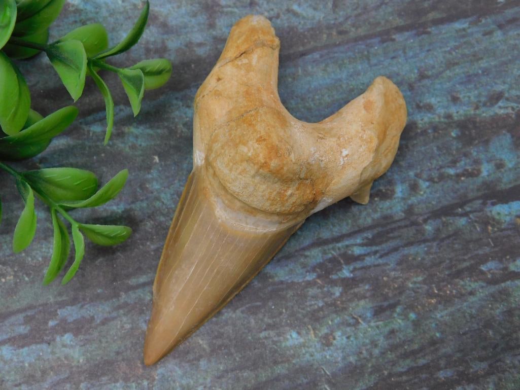 Fossilized Shark Tooth with Notable Preservation: A single fossilized shark tooth showcasing excellent preservation, featuring a distinct blade-like structure and root. The tooth is displayed against a reference coin for size comparison. Ideal for fo