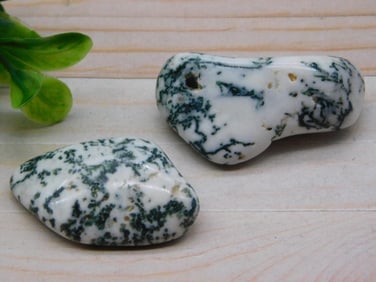 TREE AGATE ROCK STONE LAPIDARY SPECIMEN