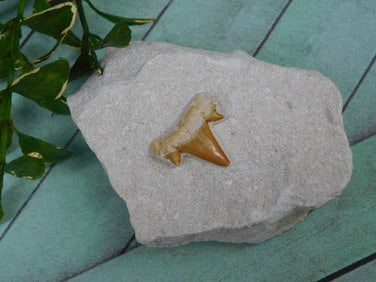 SHARK TOOTH IN MATRIX ROCK STONE LAPIDARY SPECIMEN