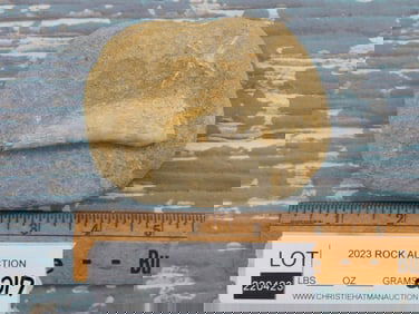 ENCHODUS FOSSIL ROCK STONE LAPIDARY SPECIMEN