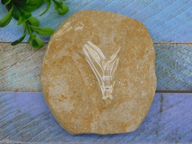 ENCHODUS FOSSIL ROCK STONE LAPIDARY SPECIMEN