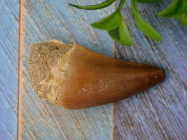 MOSASAUR TOOTH ROCK STONE LAPIDARY SPECIMEN