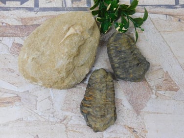 MIXED FOSSIL LOT ROCK STONE LAPIDARY SPECIMEN