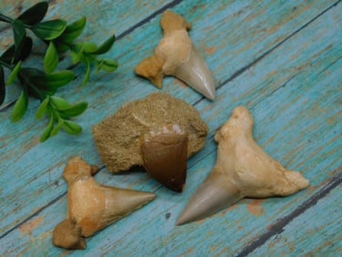 SHARK AND DINOSAUR TEETH ROCK STONE LAPIDARY SPECIMEN