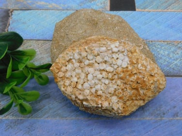 FOSSILIZED CORAL ROCK STONE LAPIDARY SPECIMEN