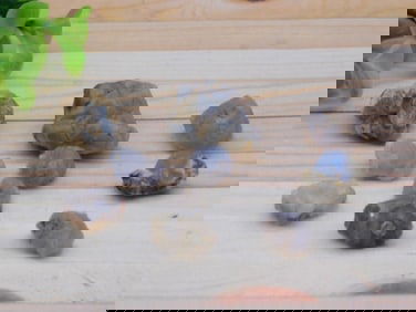 ELLENSBURG AGATE ROCK STONE LAPIDARY SPECIMEN