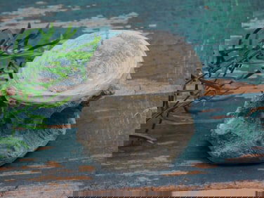 VERTEBRAE FOSSIL ROCK STONE LAPIDARY SPECIMEN