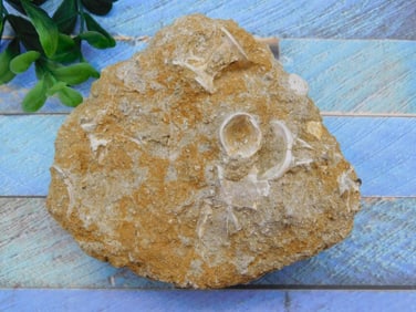 FOSSILS IN MATRIX ROCK STONE LAPIDARY SPECIMEN