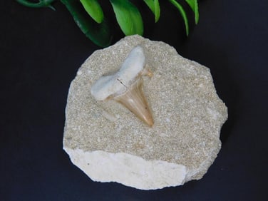 SHARK TOOTH ROCK STONE LAPIDARY SPECIMEN
