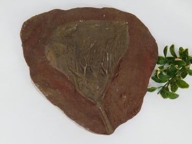 CRINOID FOSSIL ROCK STONE LAPIDARY SPECIMEN