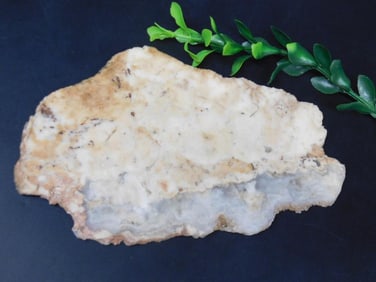 PETRIFIED WOOD SLAB ROCK STONE LAPIDARY SPECIMEN