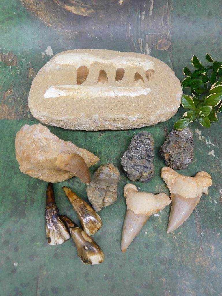 MIXED FOSSIL LOT ROCK STONE LAPIDARY SPECIMEN: MIXED FOSSIL LOT ROCK STONE LAPIDARY SPECIMEN