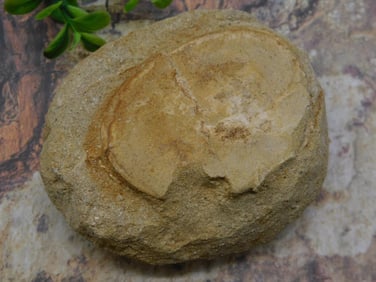 ROCK STONE LAPIDARY SPECIMEN