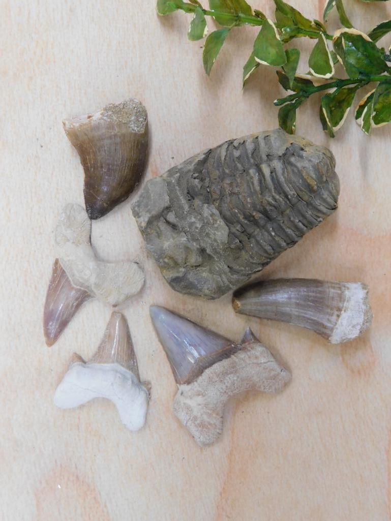 MIXED FOSSIL LOT ROCK STONE LAPIDARY SPECIMEN: MIXED FOSSIL LOT ROCK STONE LAPIDARY SPECIMEN