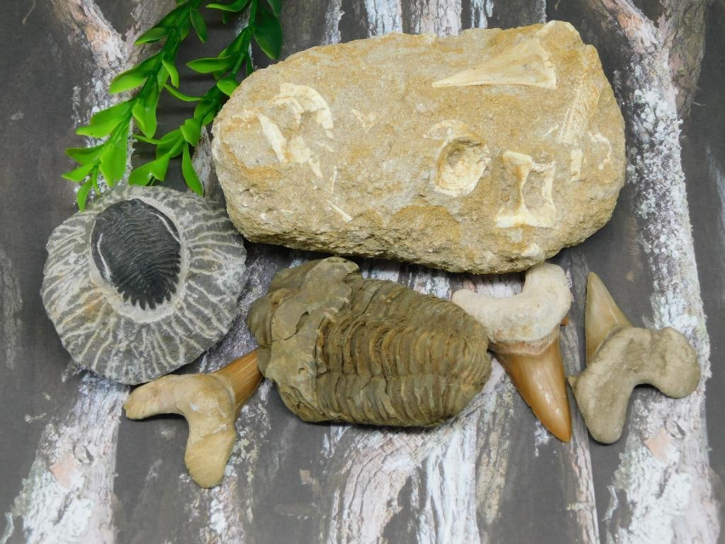 MIXED FOSSIL LOT ROCK STONE LAPIDARY SPECIMEN: MIXED FOSSIL LOT ROCK STONE LAPIDARY SPECIMEN