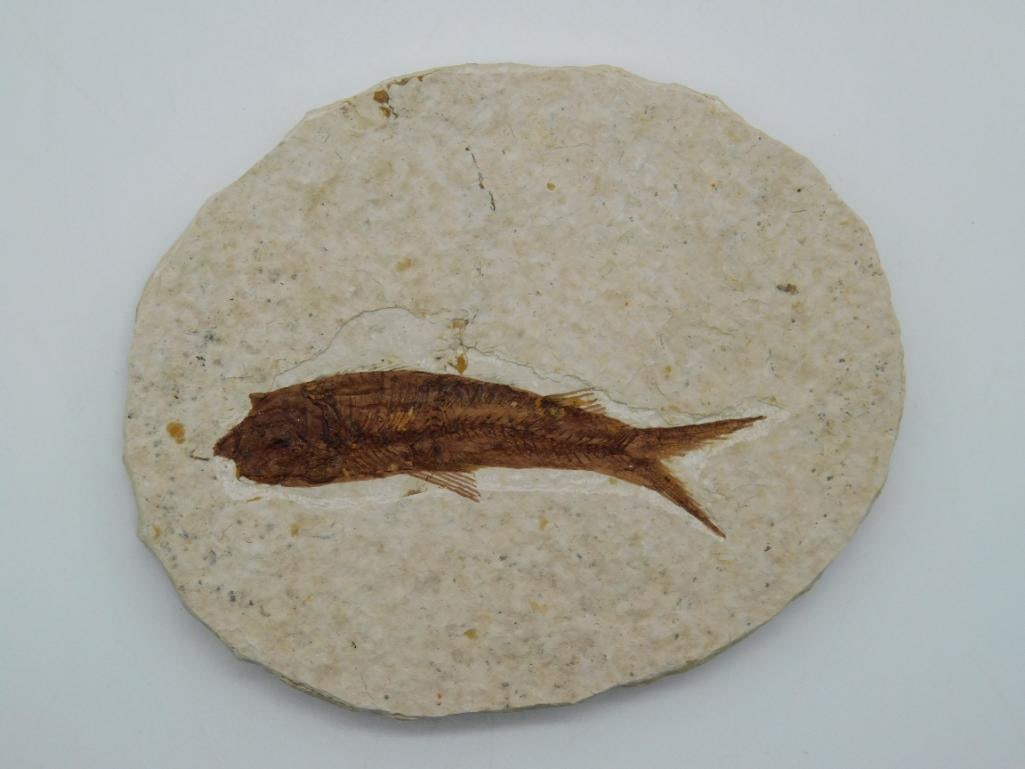 FOSSILIZED FISH ROCK STONE LAPIDARY SPECIMEN: FOSSILIZED FISH ROCK STONE LAPIDARY SPECIMEN
