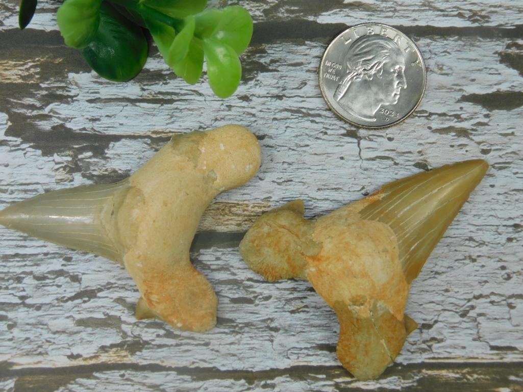 Fossilized Shark Teeth with Natural Matrix: - Two fossilized shark teeth with attached natural matrix. | - Each tooth exhibits sharp edges and a well-preserved structure. | - Coin shown for scale, not included in the lot. | - Ideal for collecto