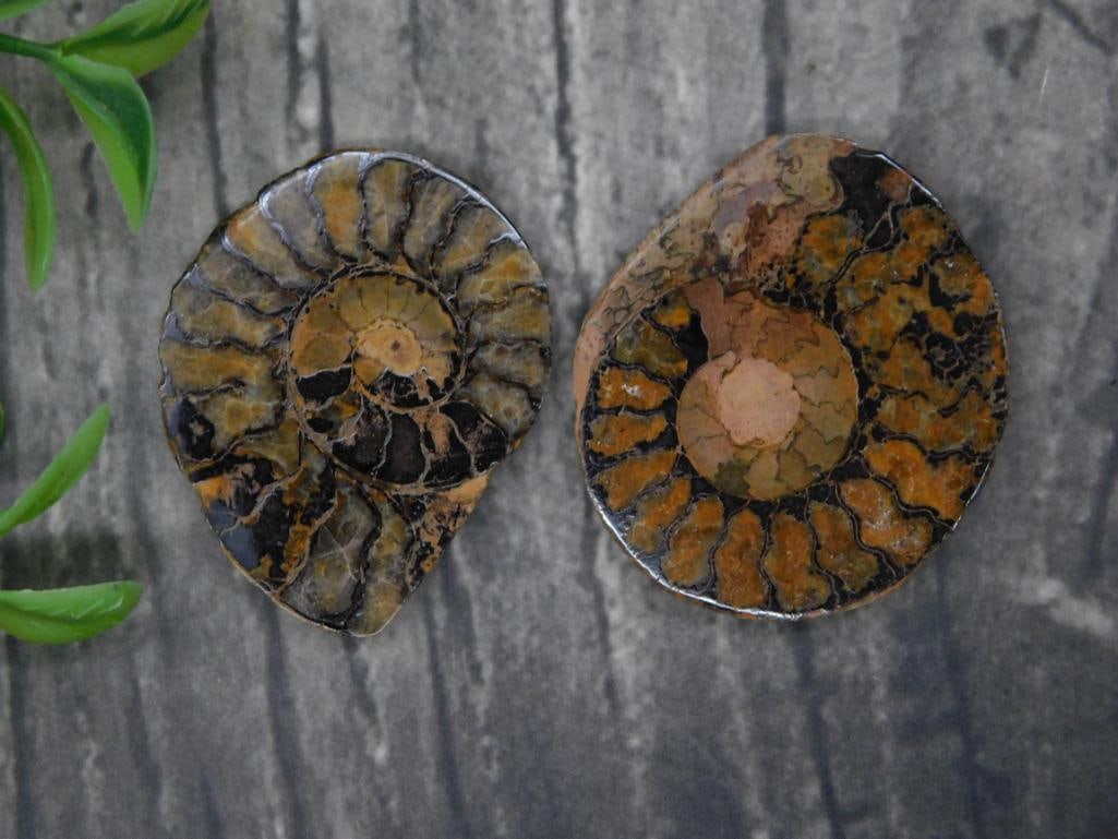 Fossil Ammonite Pair for Auction: - Pair of polished fossil ammonites with visible intricate patterns. | - Appears to be sliced and polished to reveal internal details. | - Quarter included in the photo for size reference. | - Comes f
