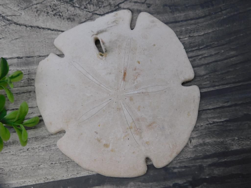 Fossilized Sand Dollar with Distinct Star Pattern: - Fossilized natural sand dollar with an identifiable star-shaped pattern visible on one side. | - Features a natural hole near one edge, potentially used for display or crafting purposes. | - Dimensi