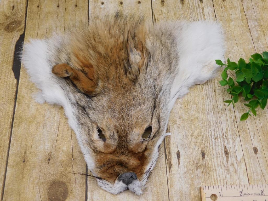 COYOTE FACE PELT TAXIDERMY: COYOTE FACE PELT TAXIDERMY