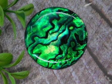 Abalone Cabochon Rock Stone Lapidary Specimen