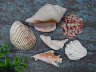 Collection of Various Sea Shells for Decorative Use