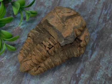 Fossilized Trilobite Specimen for Auction