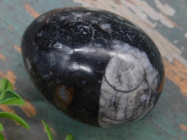 Orthoceras Fossil Polished Stone, 161 Grams Rock Stone Lapidary Specimen