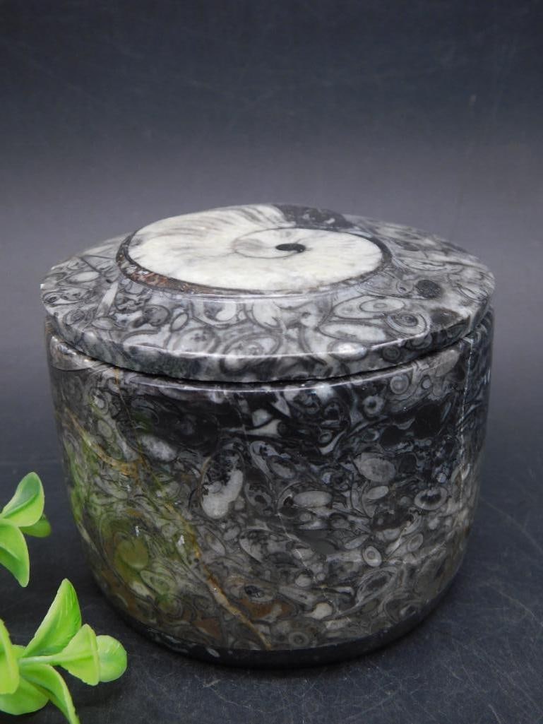 ORTHOCERAS TRINKET BOX ROCK STONE LAPIDARY SPECIMEN: ORTHOCERAS TRINKET BOX ROCK STONE LAPIDARY SPECIMEN