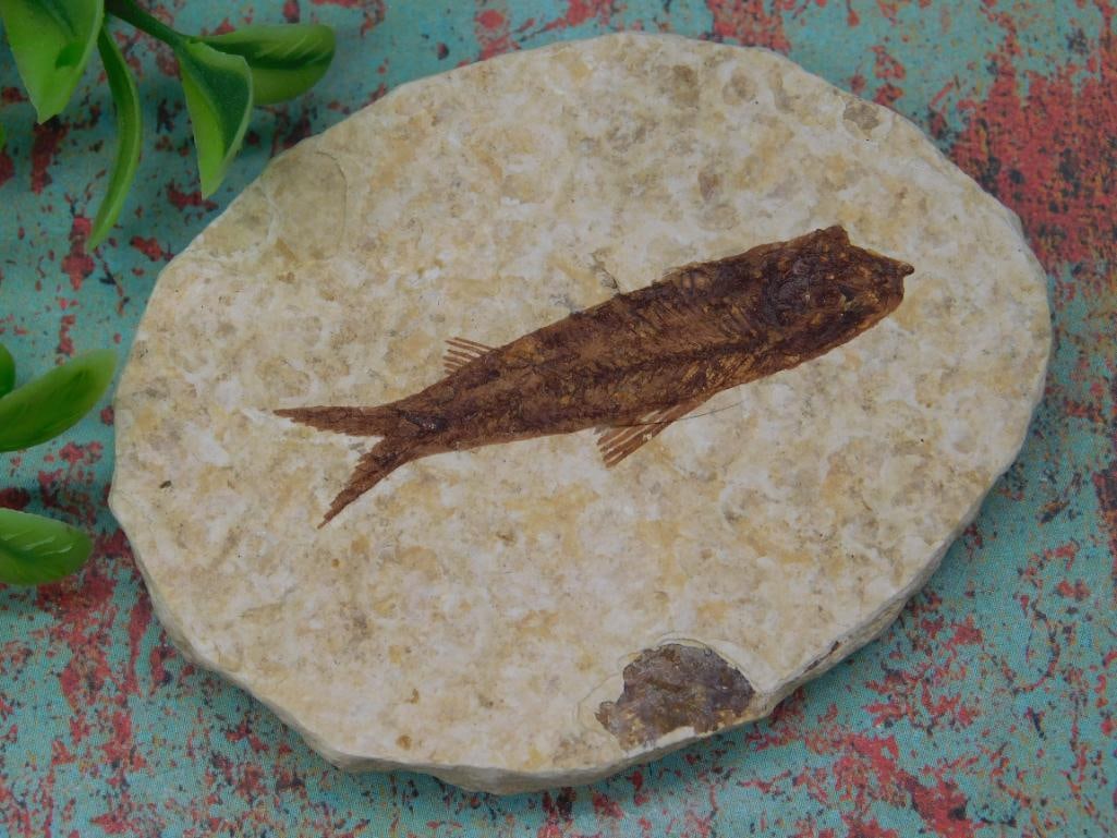 FOSSILIZED FISH ROCK STONE LAPIDARY SPECIMEN (1 of 3)