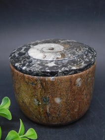 ORTHOCERAS TRINKET BOX ROCK STONE LAPIDARY SPECIMEN