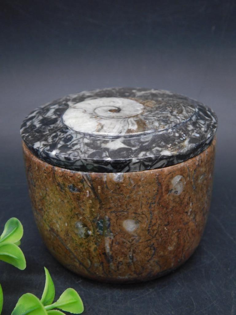 ORTHOCERAS TRINKET BOX ROCK STONE LAPIDARY SPECIMEN: ORTHOCERAS TRINKET BOX ROCK STONE LAPIDARY SPECIMEN